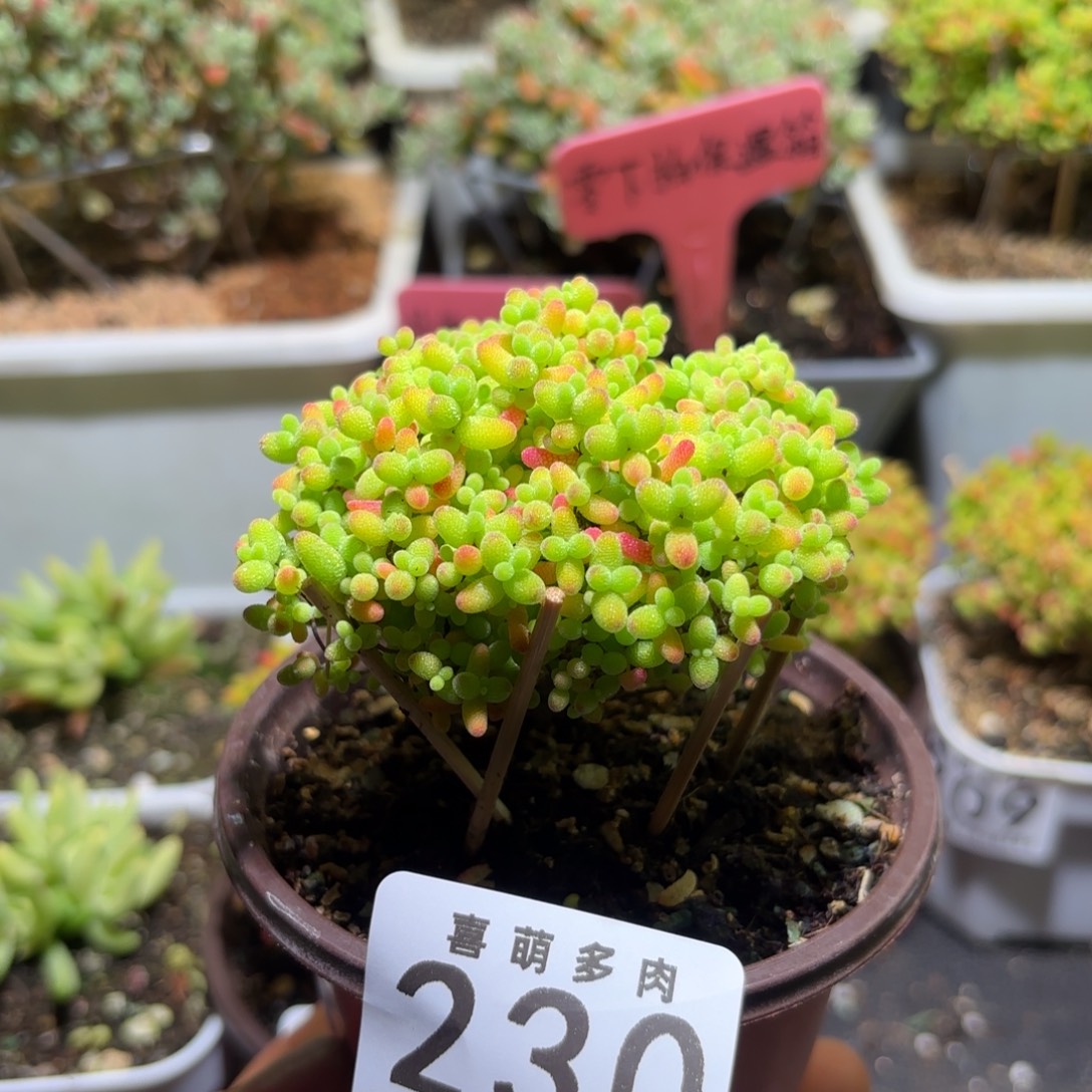 枝干番杏230密橘糖球