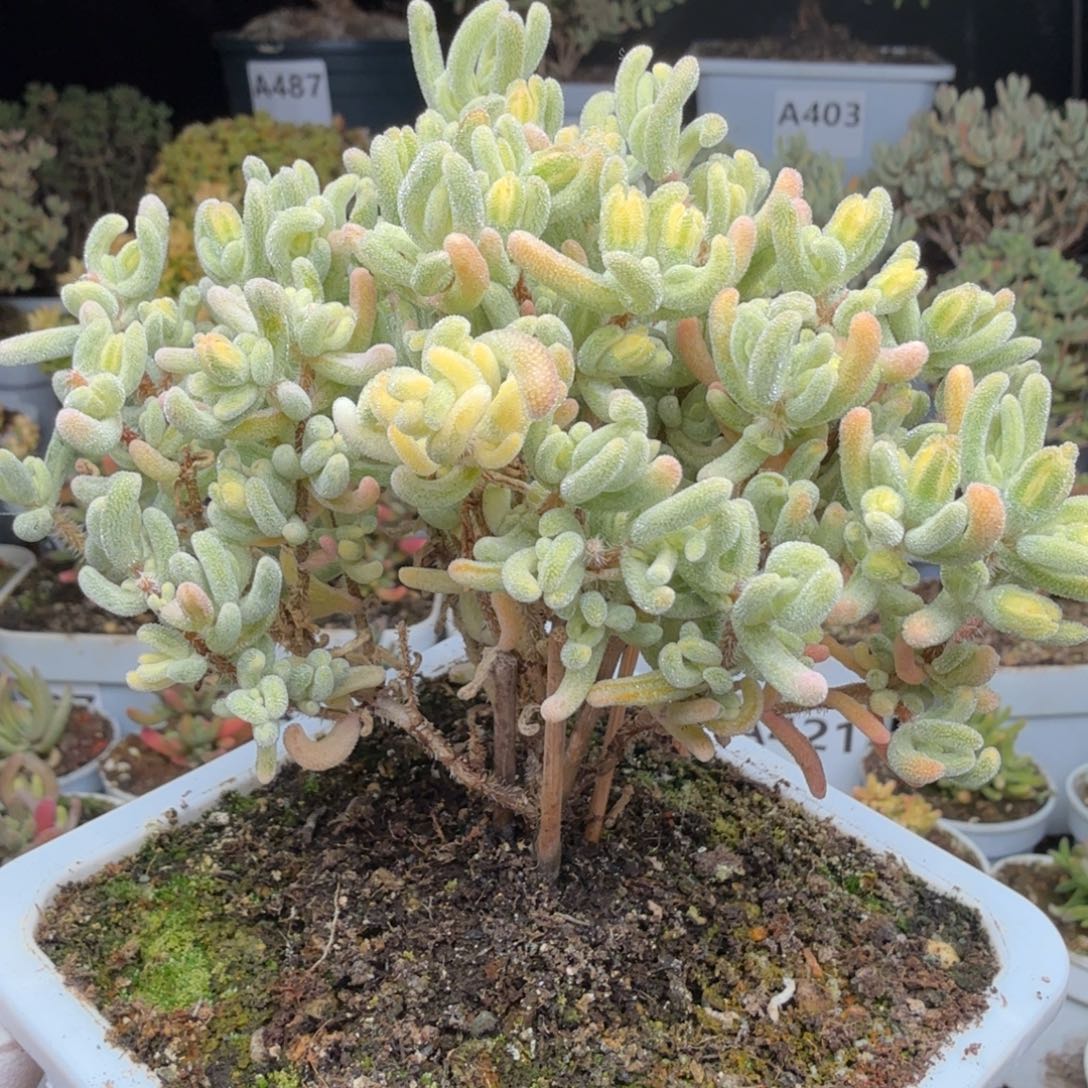 冰****A551橙叶白锦4色锦