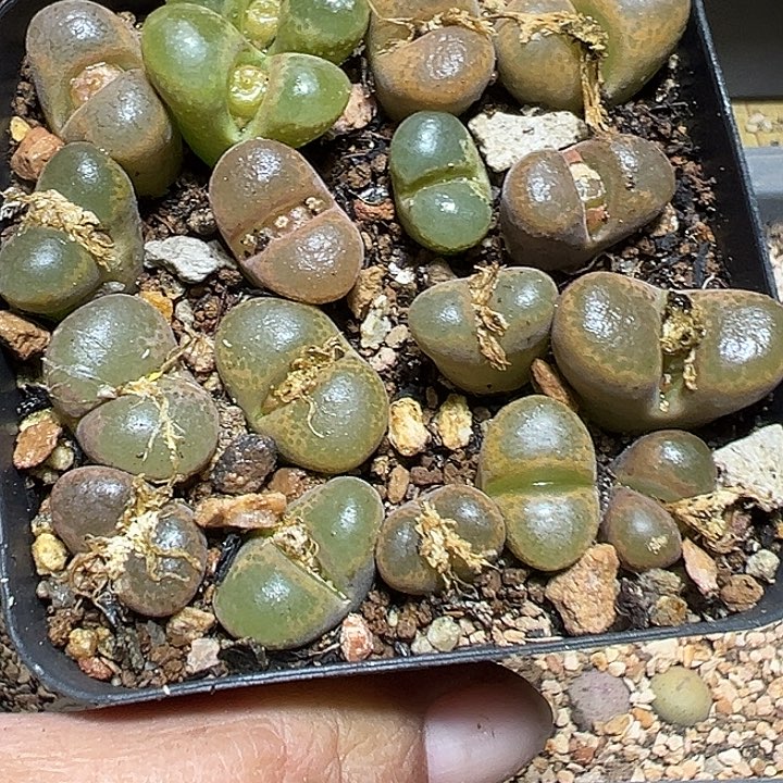 193号特价风铃一盆