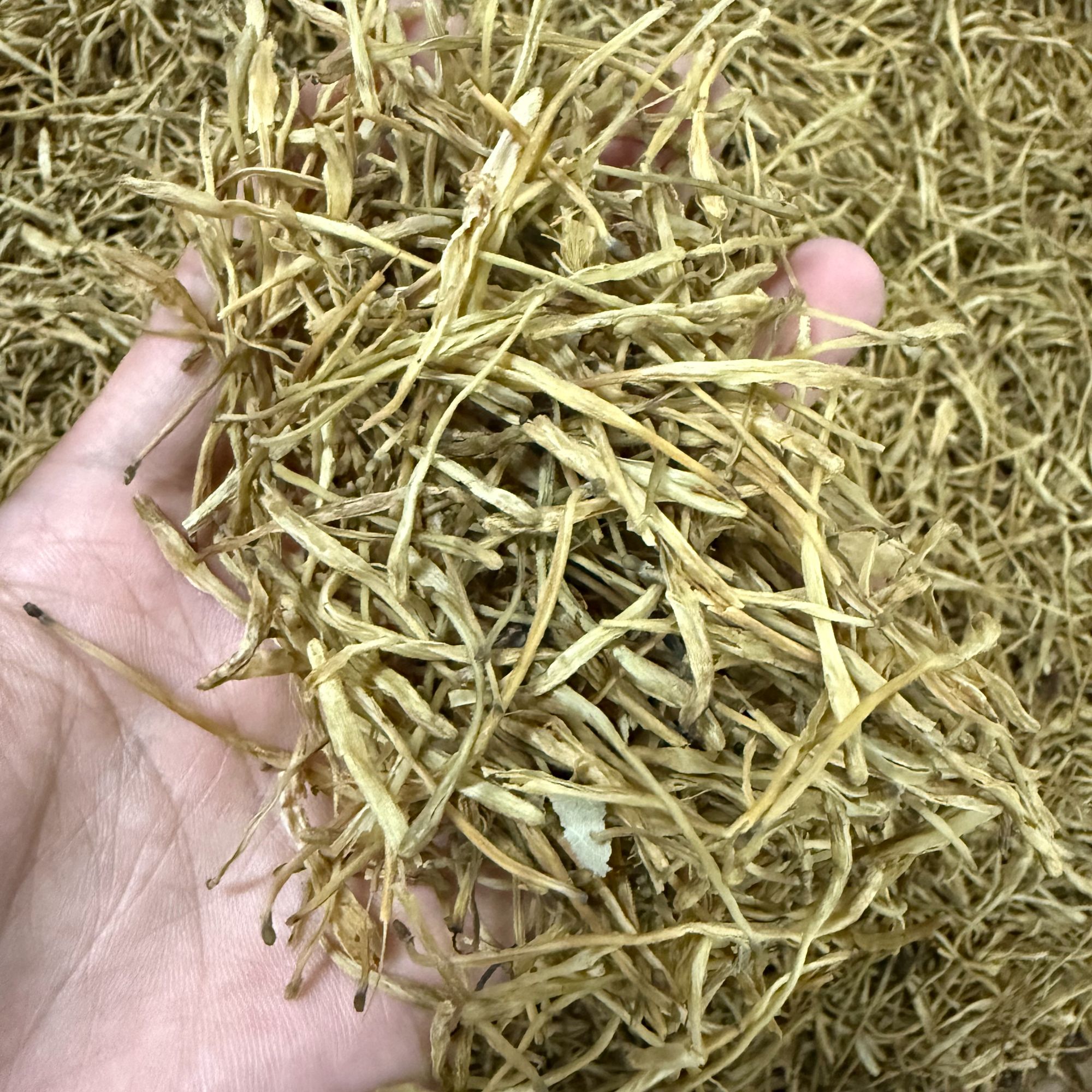 云南农家现收金-银-花 泡茶 煮水