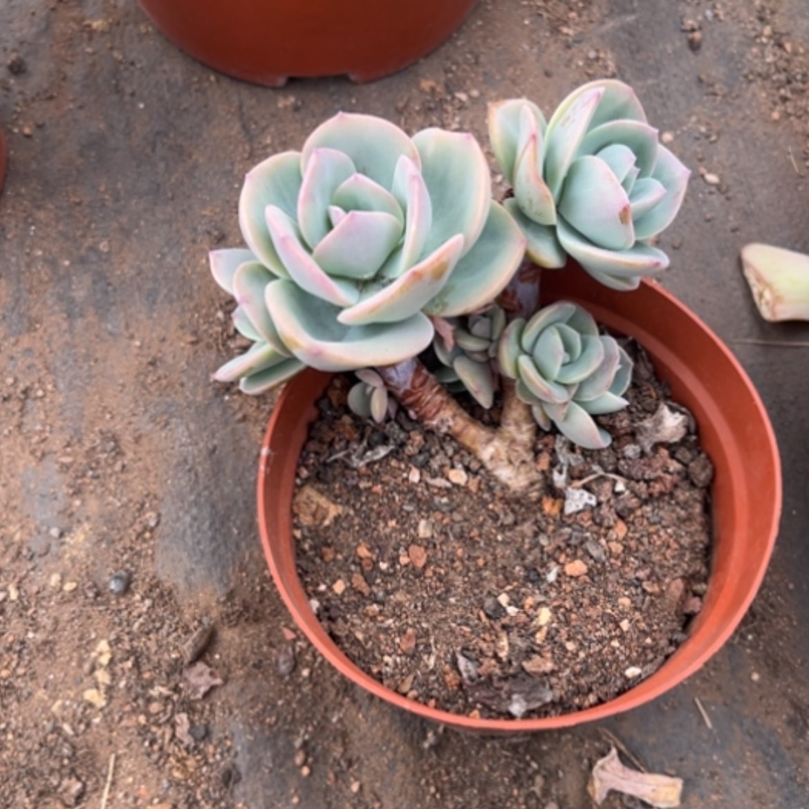 【闪购商品】【**】白凤