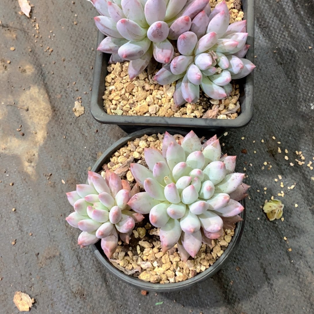 杨***青所罗门多肉植物老桩