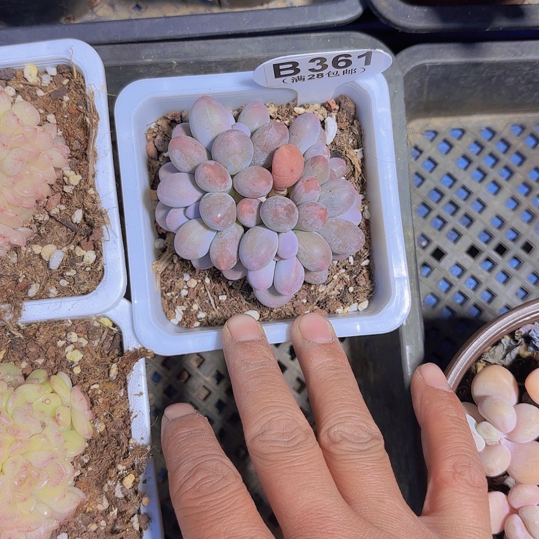 B361手指奶一物一拍