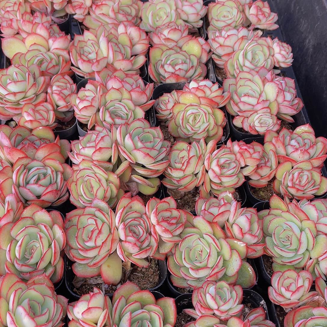 量拍150号 牡丹亭群生一个