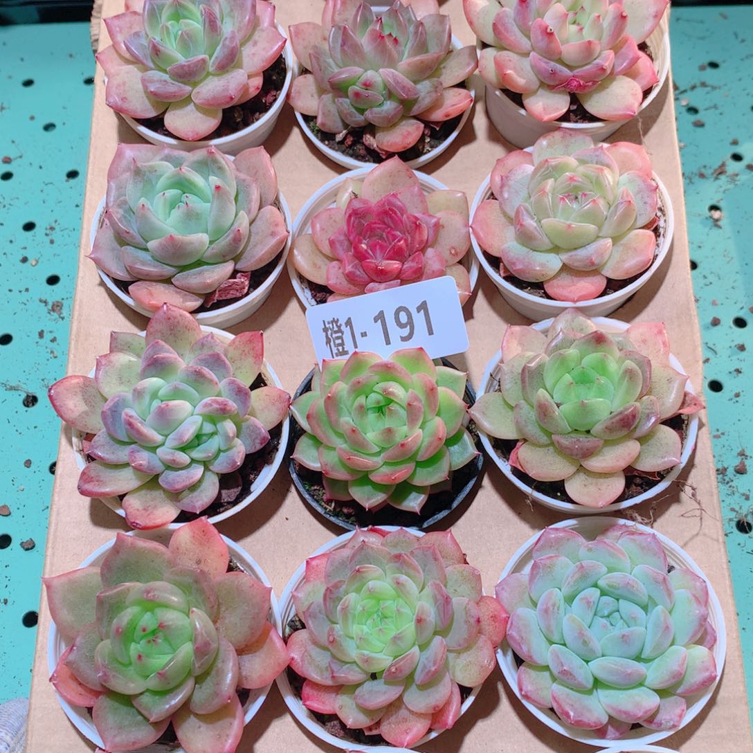1-191一物一拍多肉带盆18颗