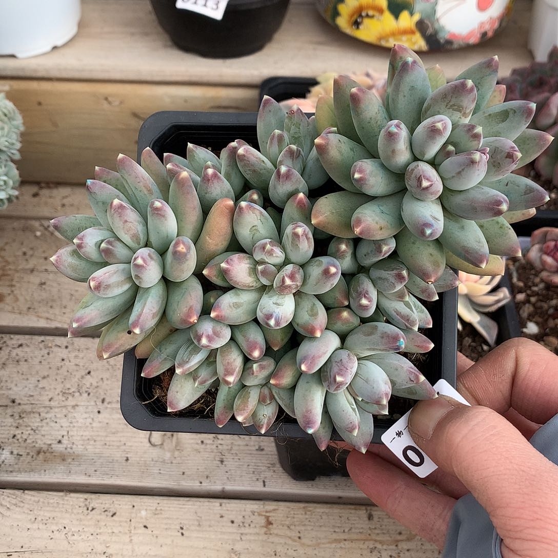 197星空美人多肉一颗16厘米