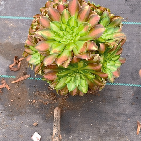 807韶华多肉植物