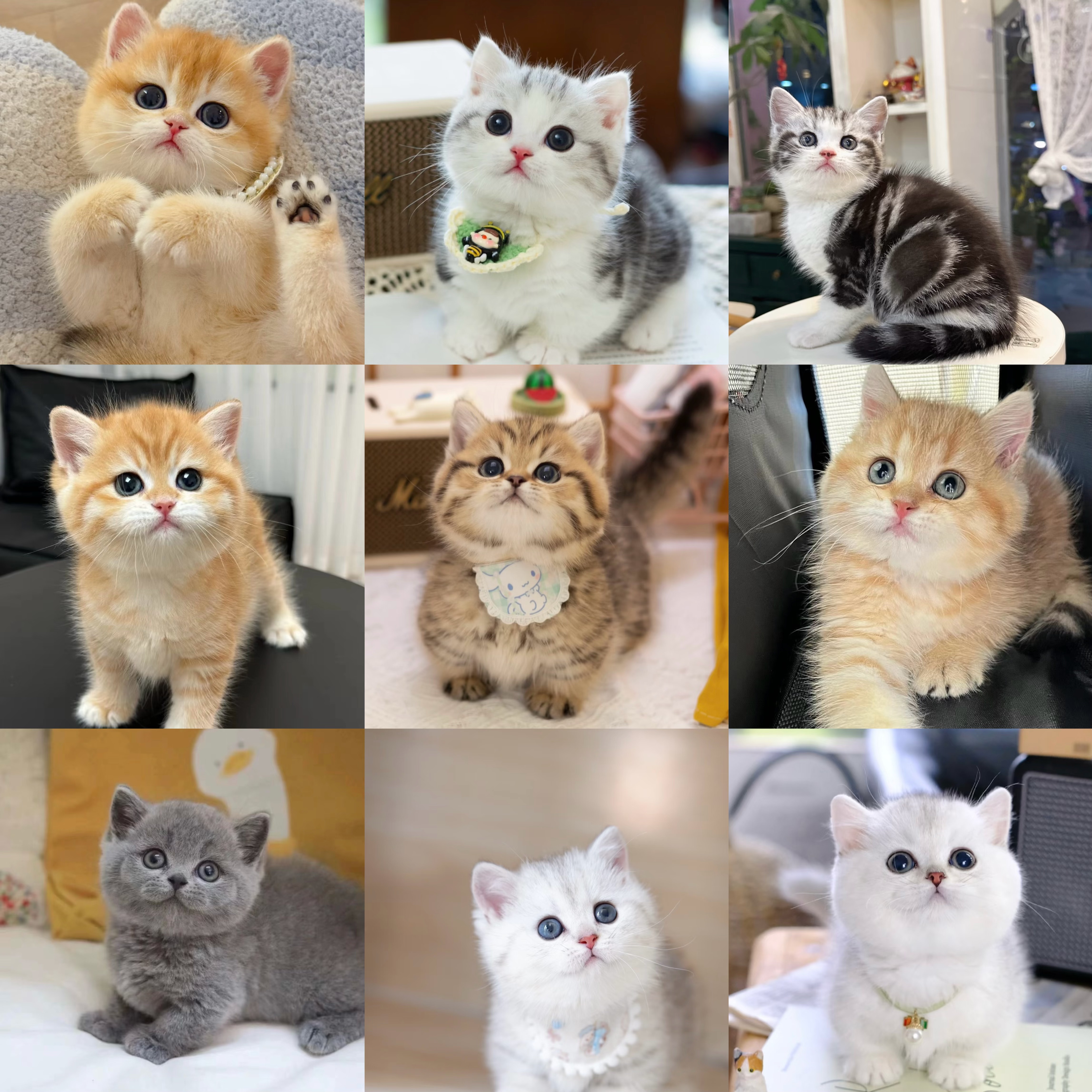 直播间一对一挑选【猫咪活体全款专用链接】