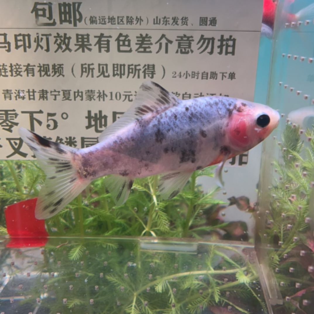 387号10-11公分玉面葡萄眼素兰单侧围脖短尾草金鱼（母鱼）