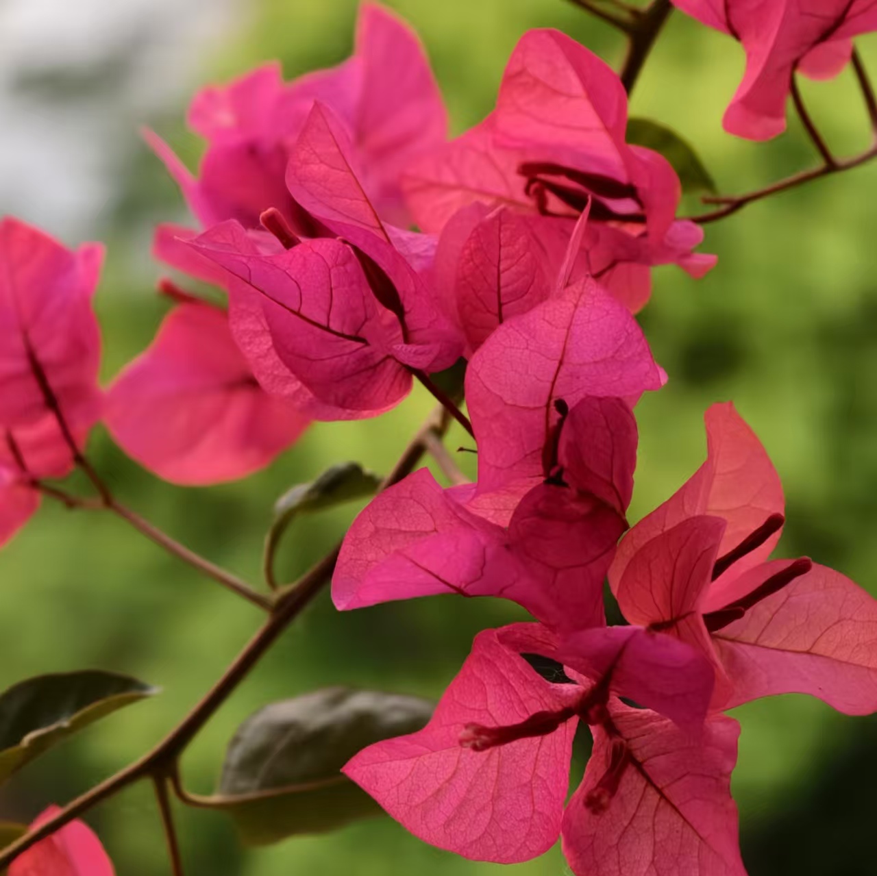 【同安红】四季开花三角梅喜庆三角梅盆栽不带花