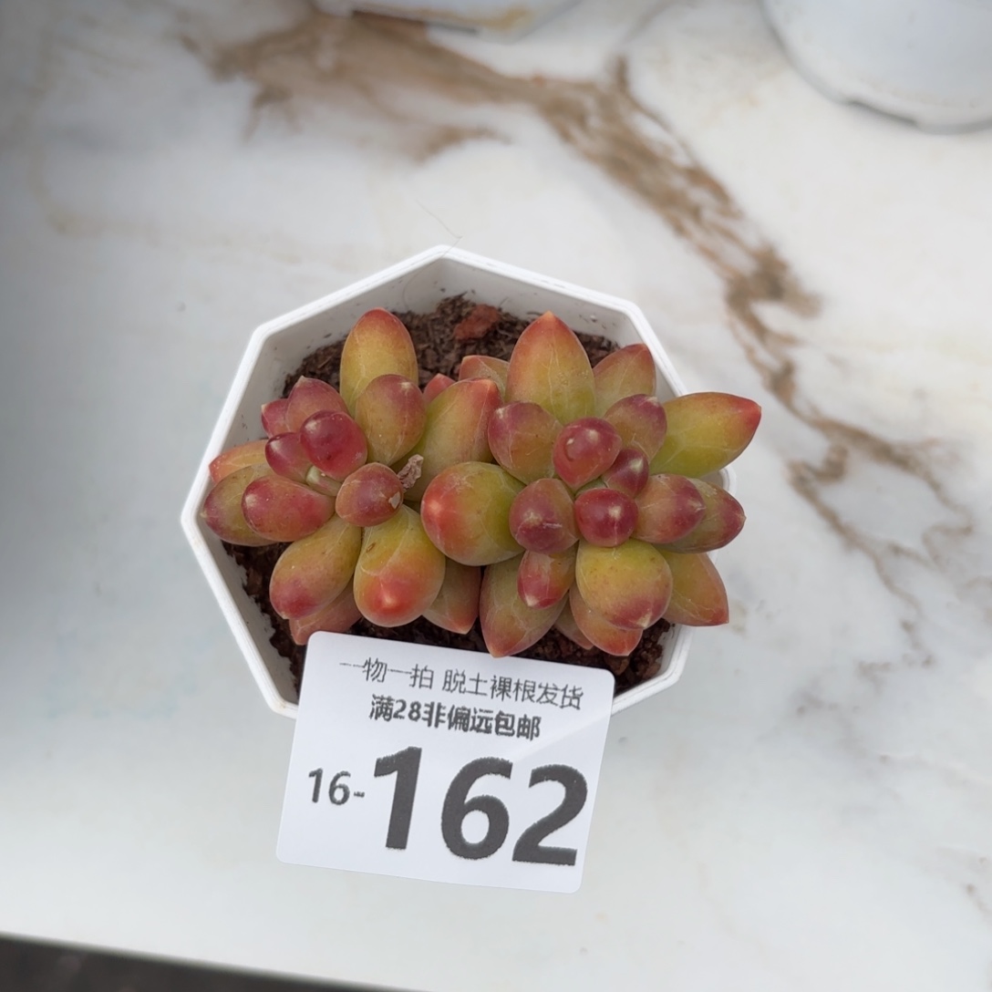 千代田多肉多肉多肉