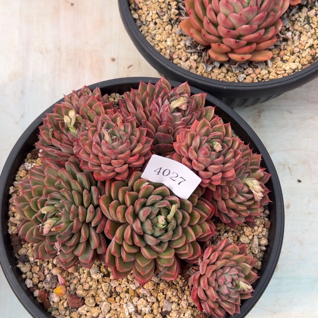 植*学4027多肉多多多多多多多