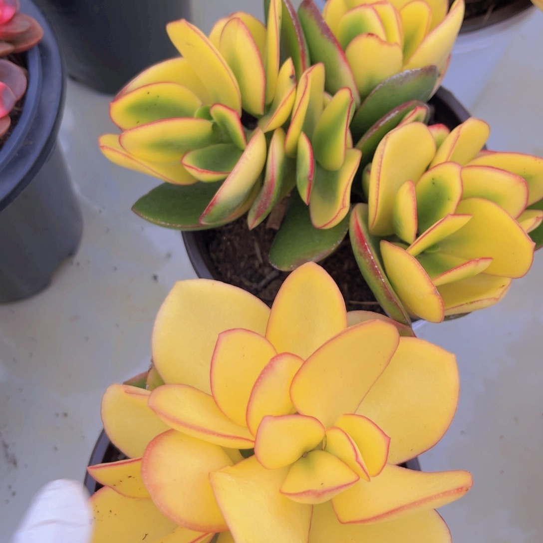 黄金玉树1颗多肉植物