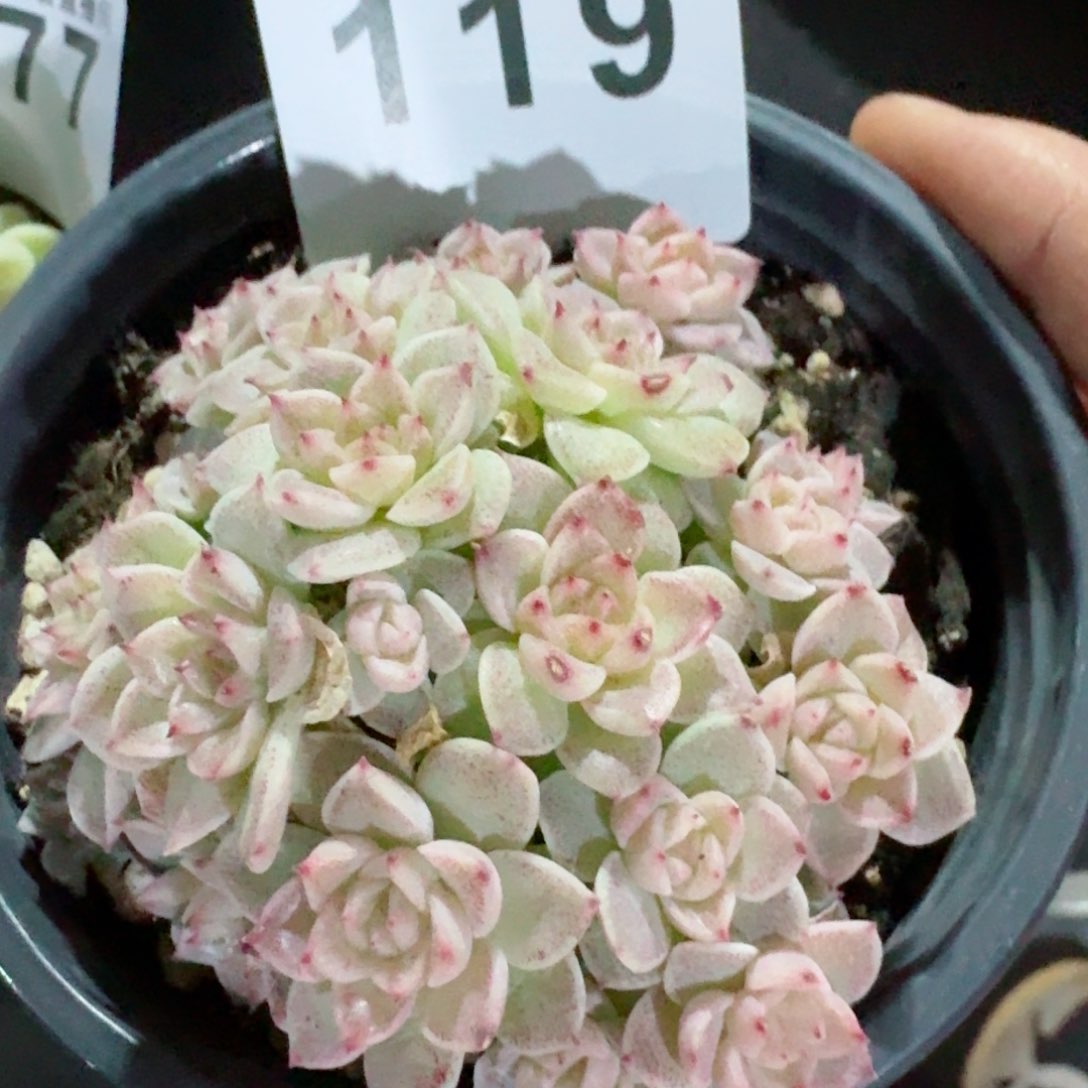 麦秆群生         精品多肉