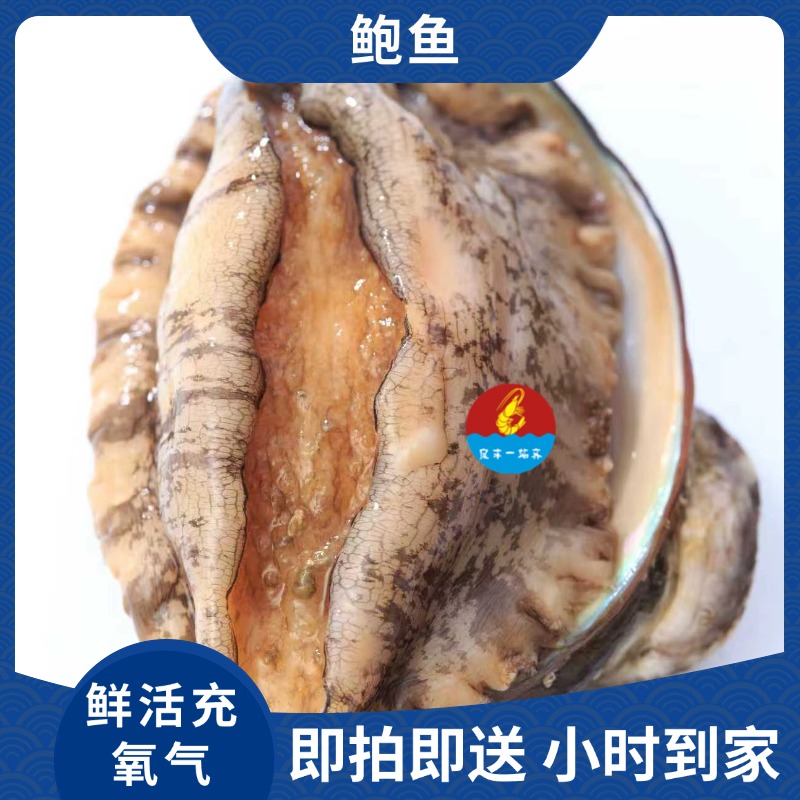 鲍鱼   小时到家 默认打氧气配送、配送途中会存在缺氧死亡的情况 建议慎拍哦