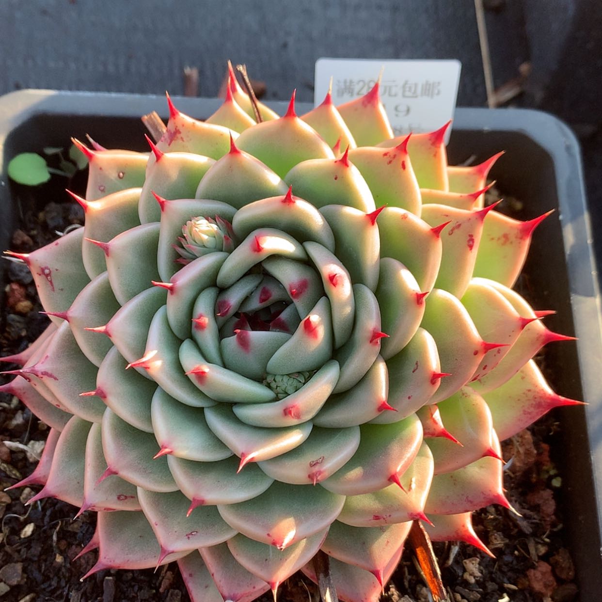 【闪购商品】云219号15厘米