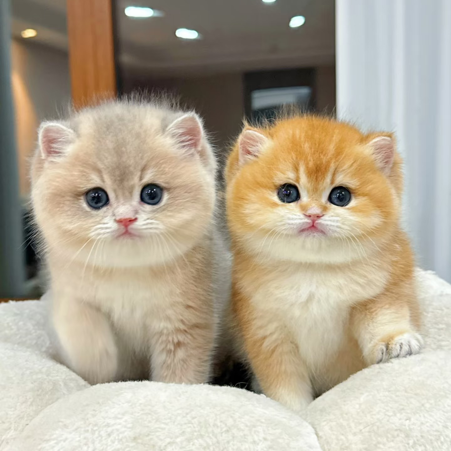 【撩猫逗狗宠物】 活体猫猫