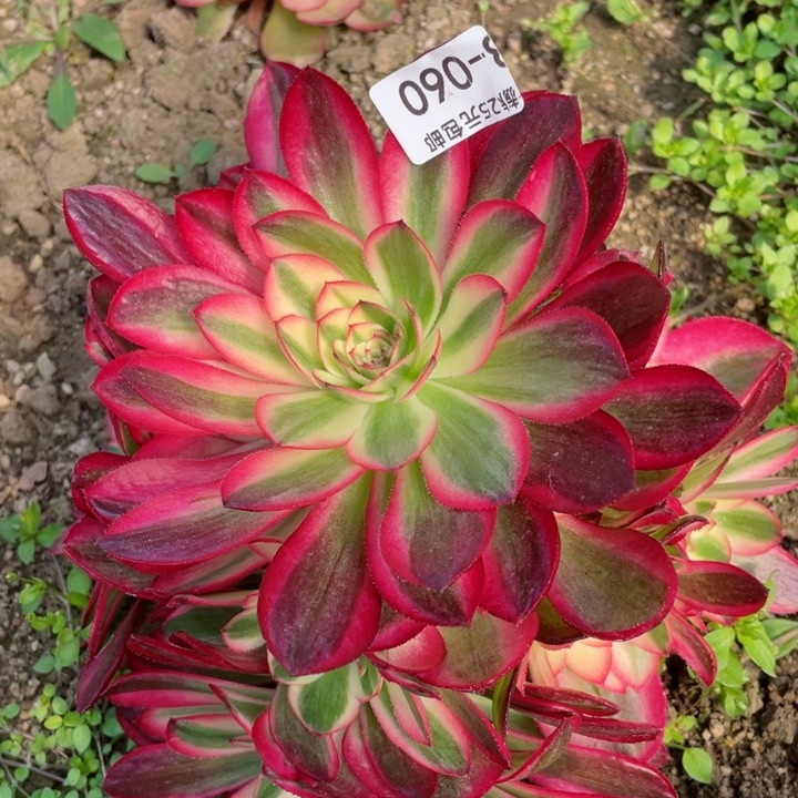 60倾城多肉12345678