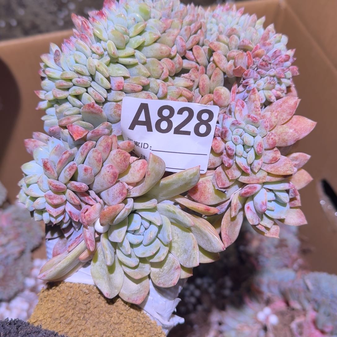 杨***?星影缀化呀呀呀呀
