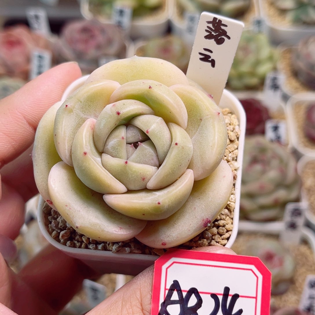 A824一物一拍 落云