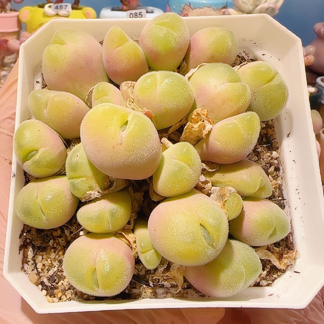 T大老桩肥肥毛翠盆口8cm