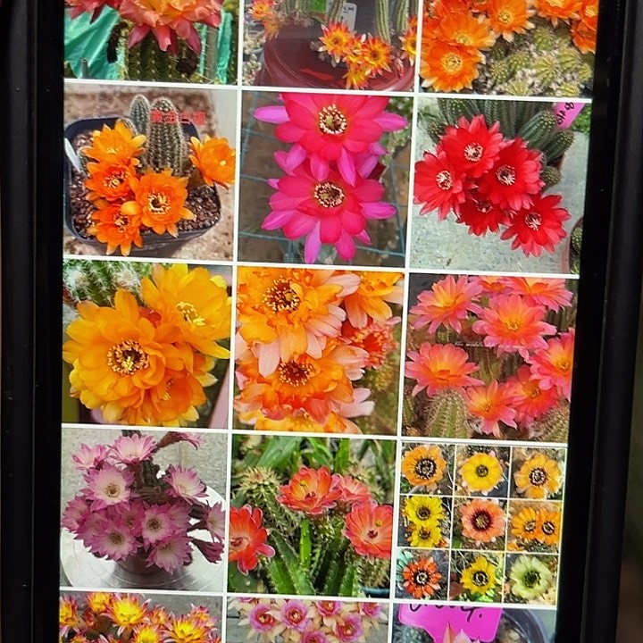 四颗品种白檀原盆土发货