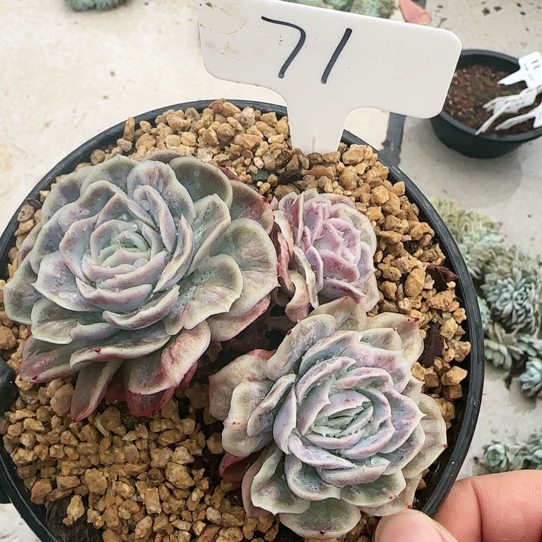 71号   105      肉