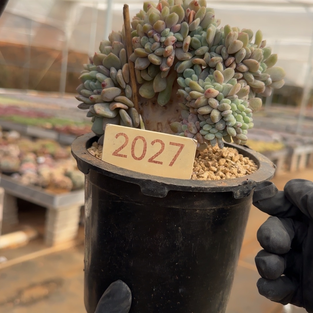 小***儿2027。       冰橙缀多肉