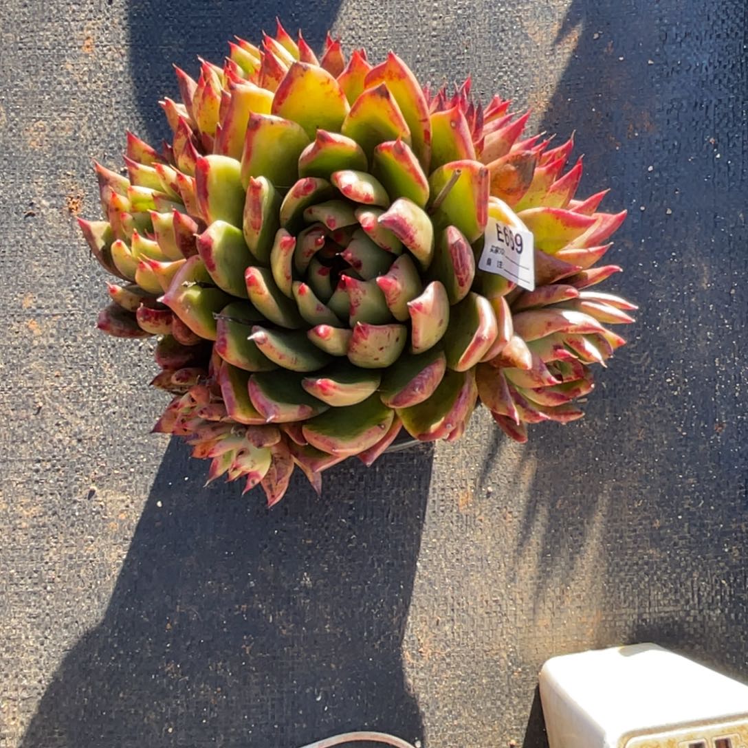 无花朵若茹东云单拍E669