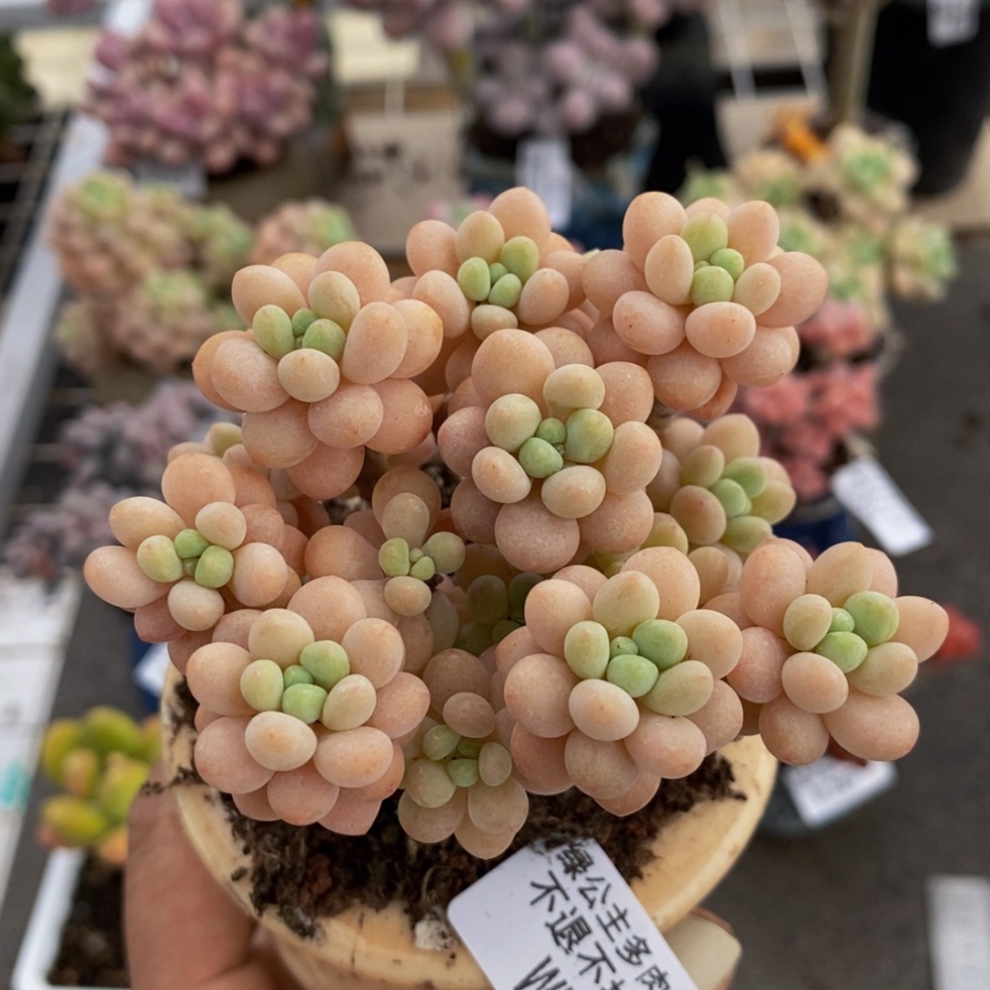花朵鱼子酱331/8c m