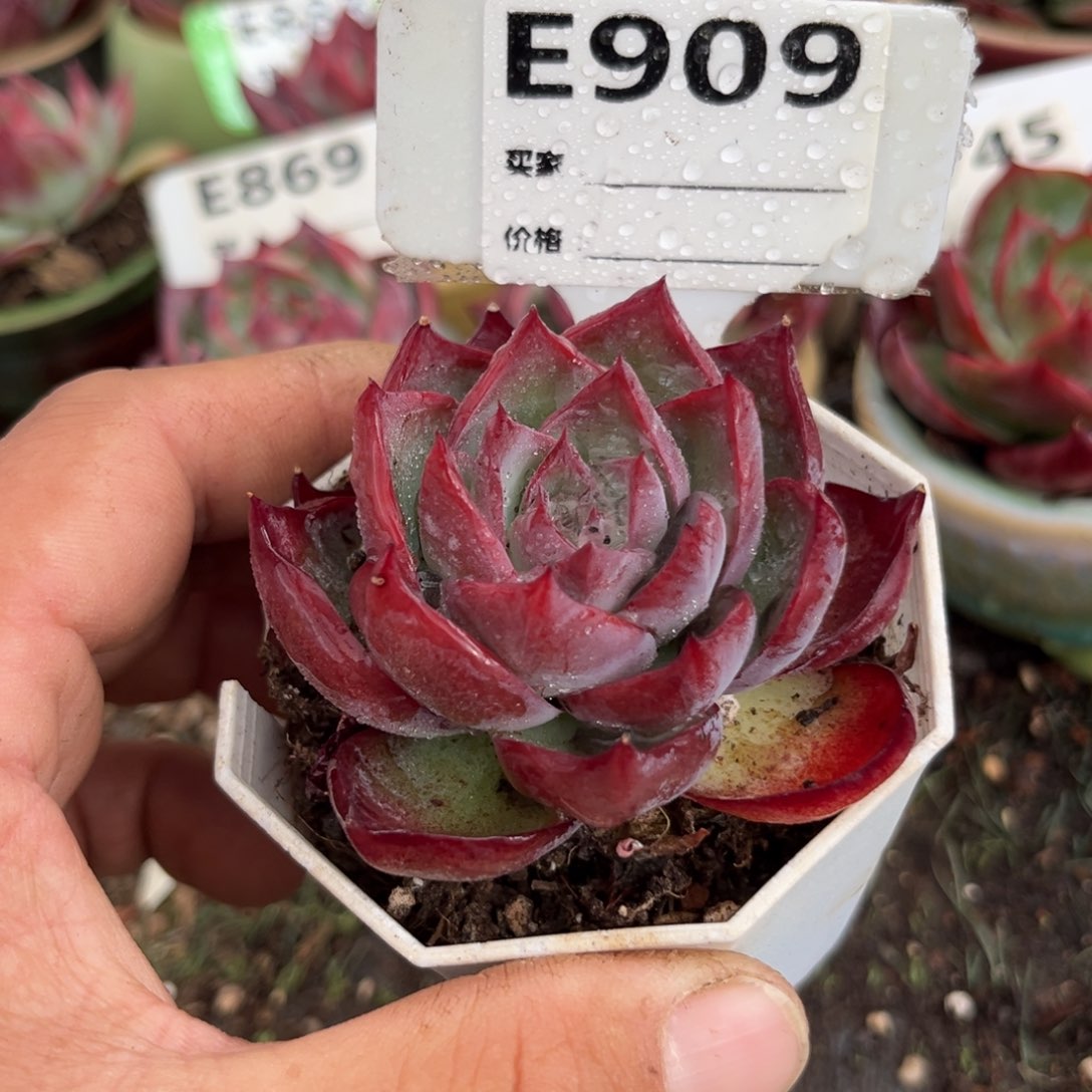 惊鸿一瞥909号多肉