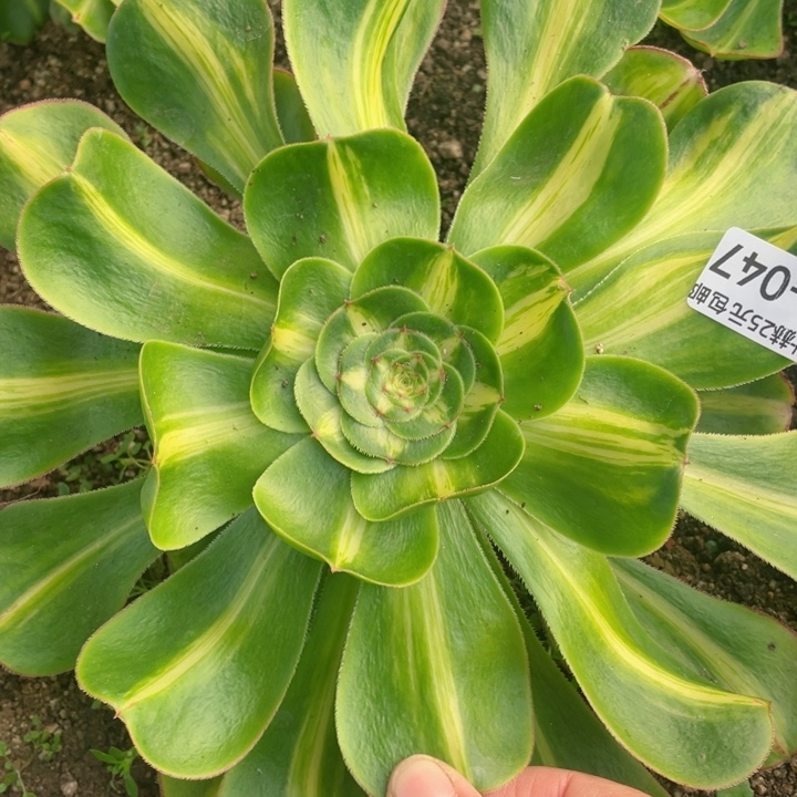 47暴君多肉12345678