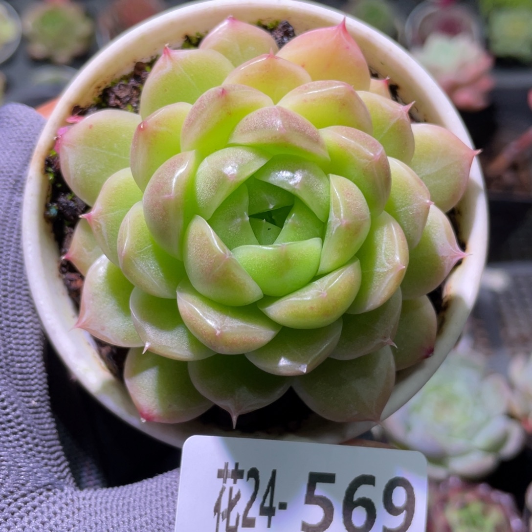 花利美24-569麦秆