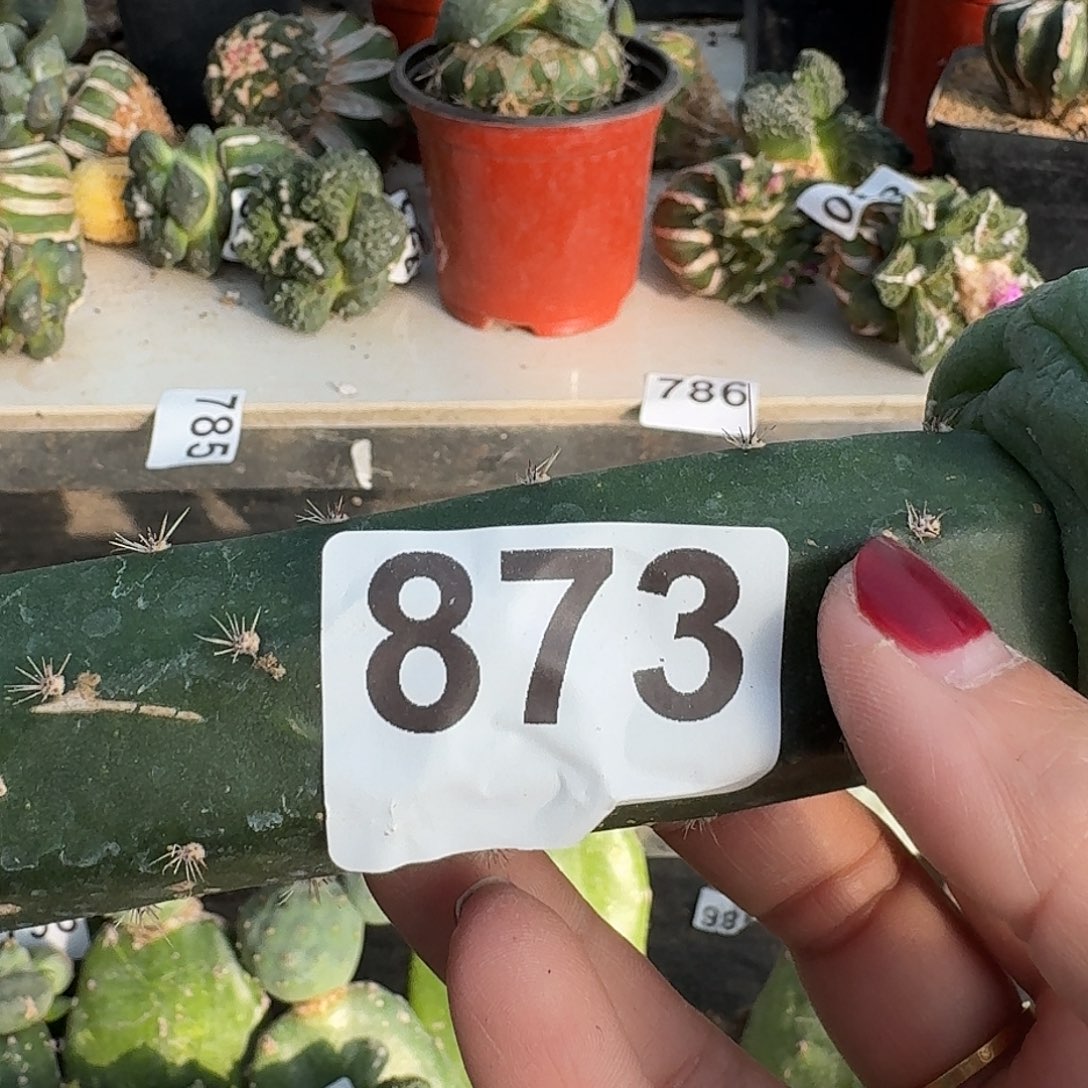 少量花朵（建议范围：2朵-5朵 或40%以下）大尤皱尤873