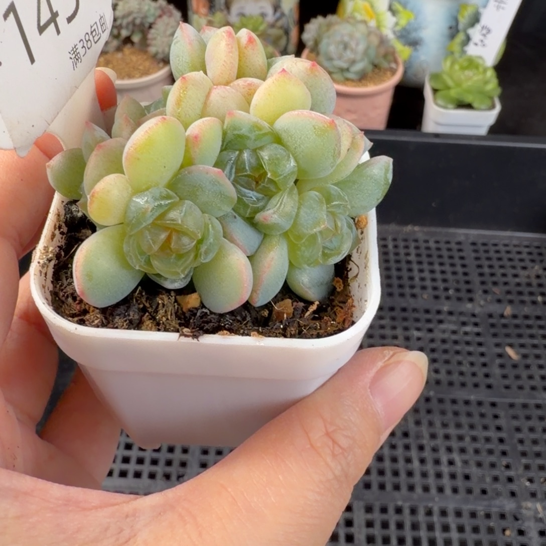 玲珑心七头群一颗145号