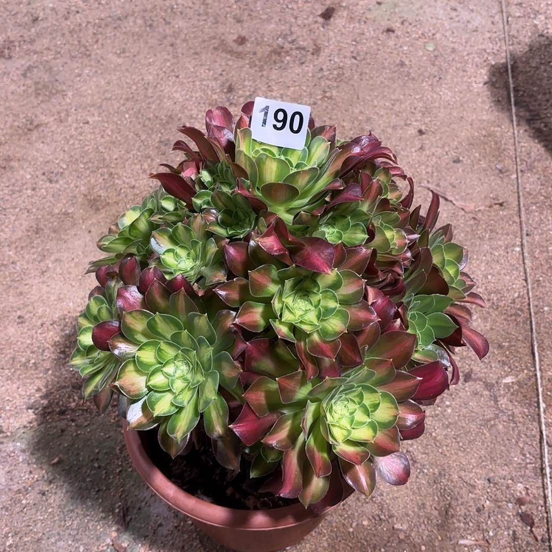 多肉法师韶华190