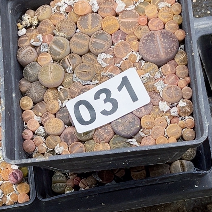 031十方生石花一物一图带框