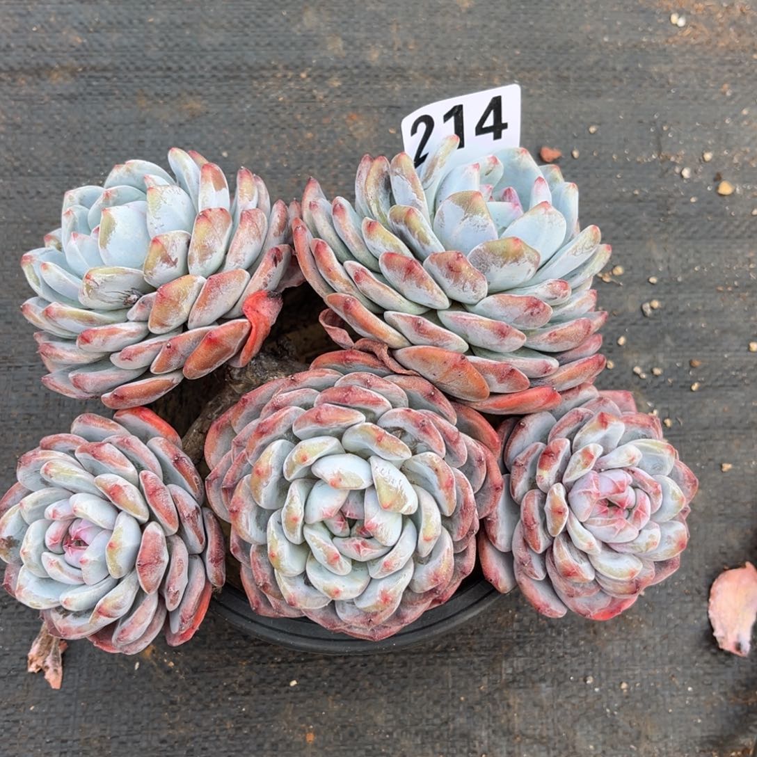 不售后 有虫214号新疆西藏内蒙古不包邮的