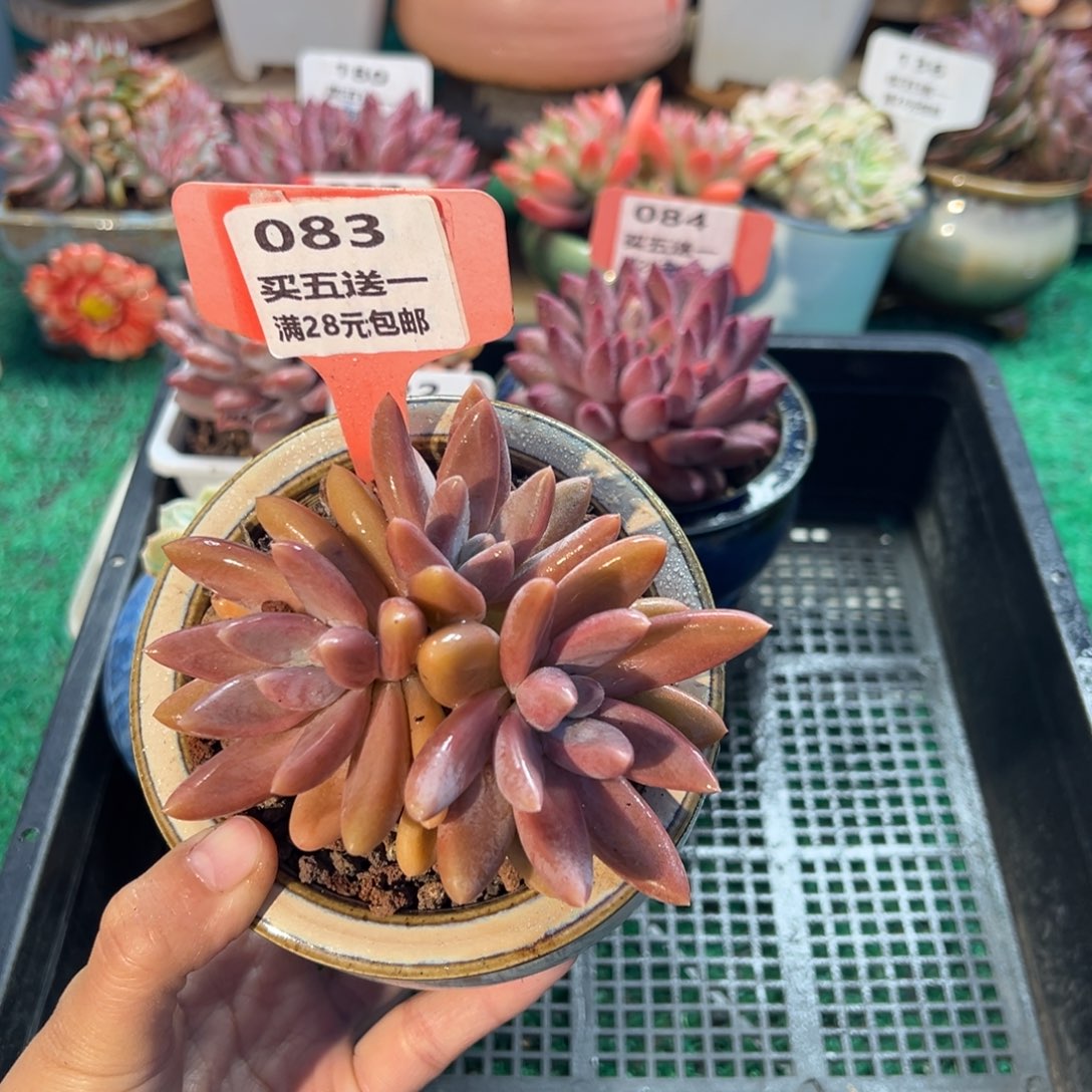 表妹精品多肉植物083.