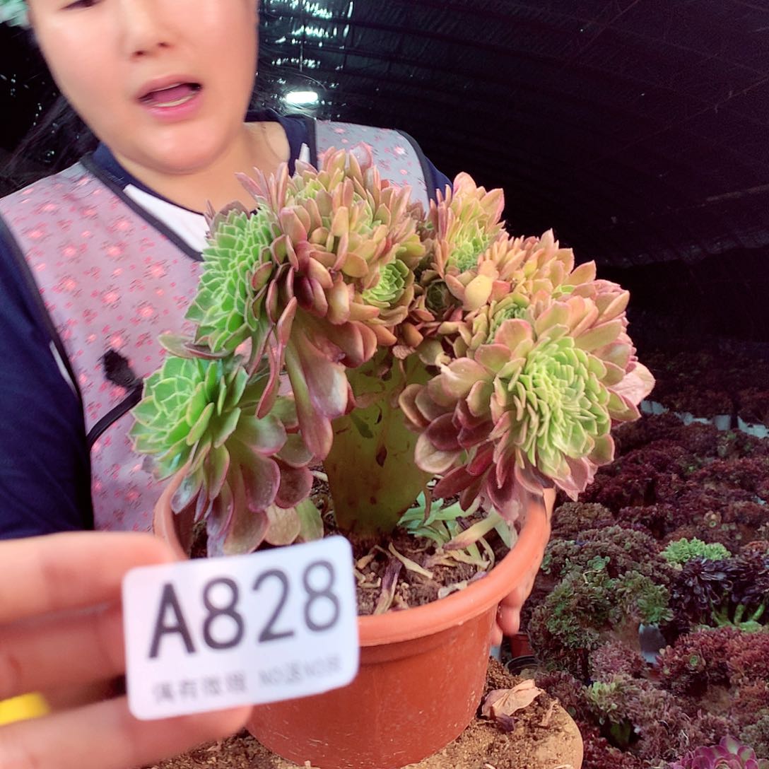 无花朵柒哥多肉法师不包侧断枝828
