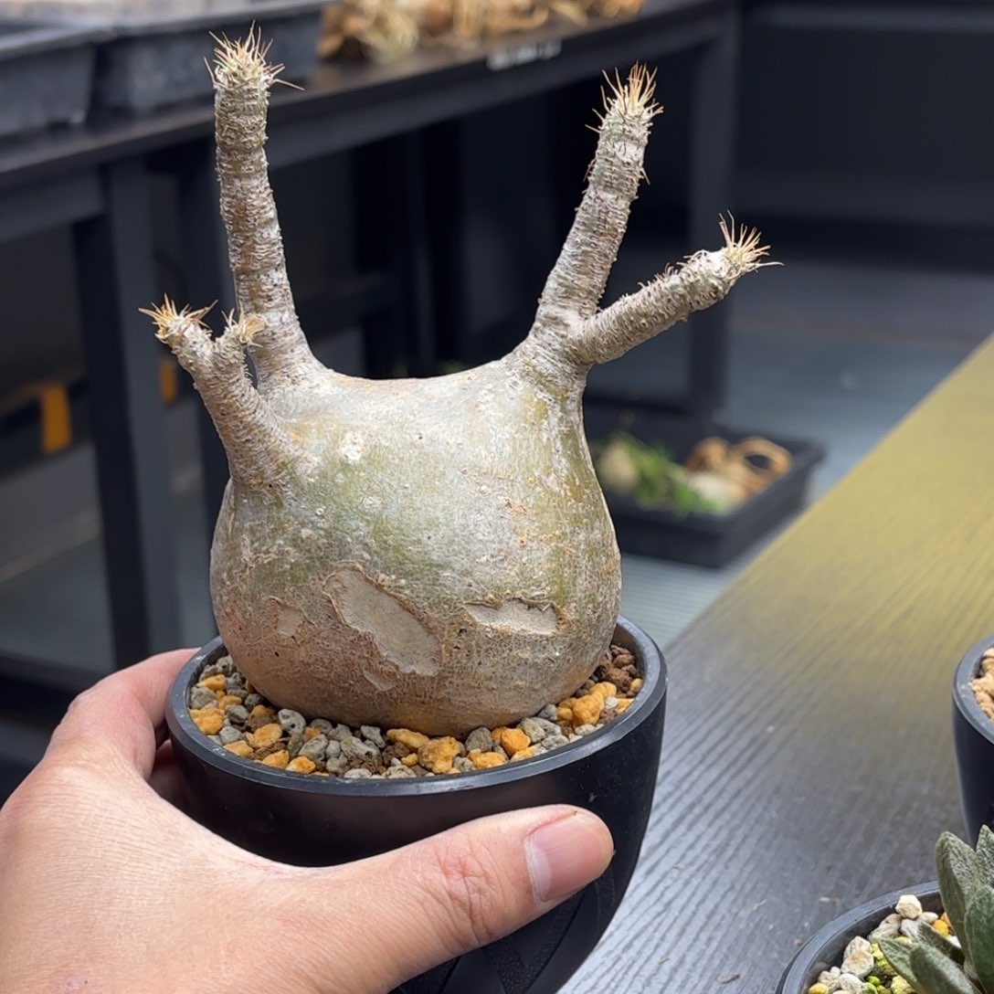 象牙宫带盆包邮哦