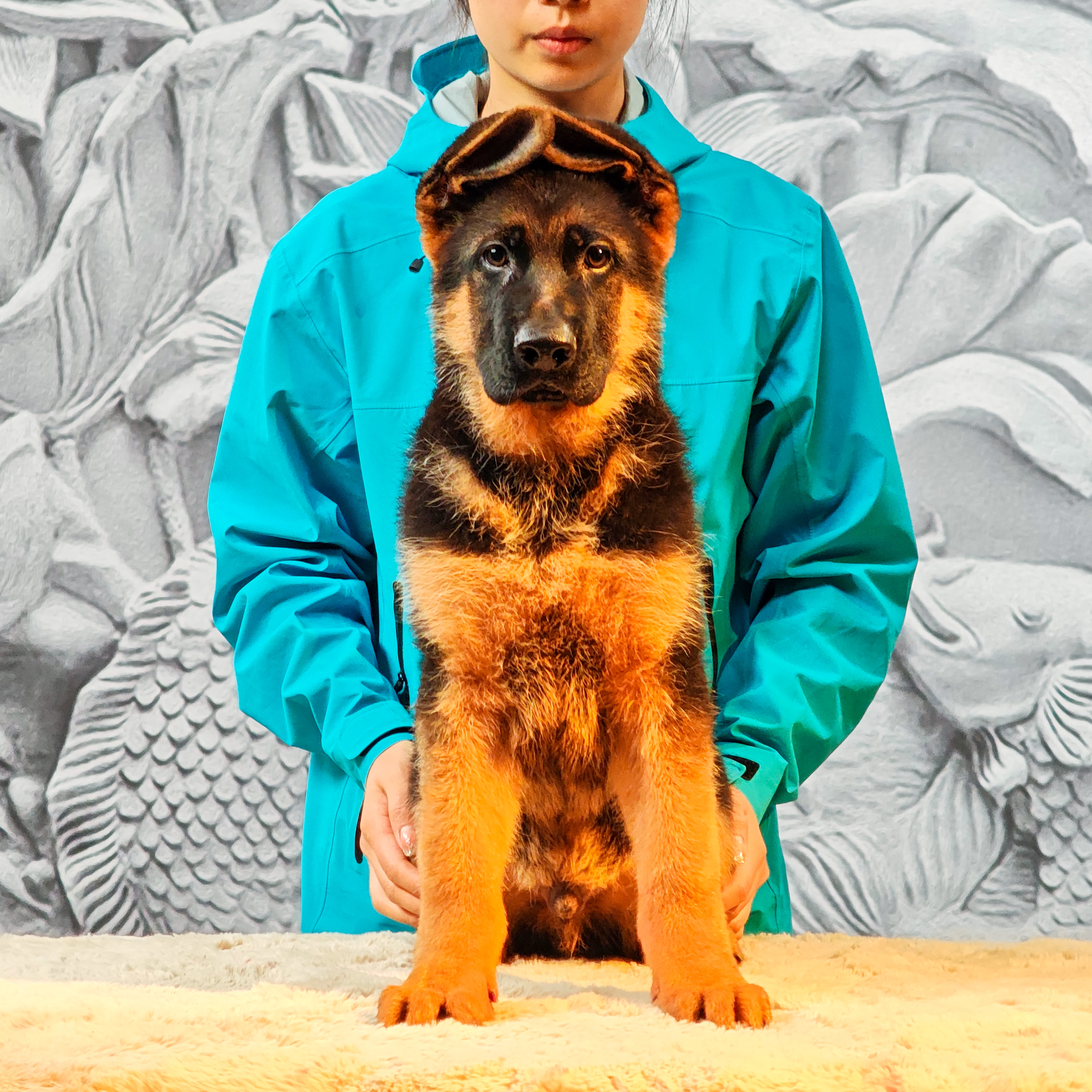 【西德甄选】西德牧羊犬小狗林肯幼崽公沙滩