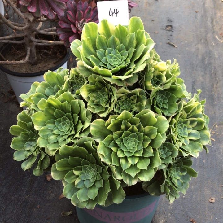 44号 五彩琉璃 多肉植物