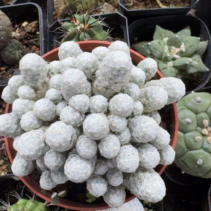 姬春星自根仙人球 