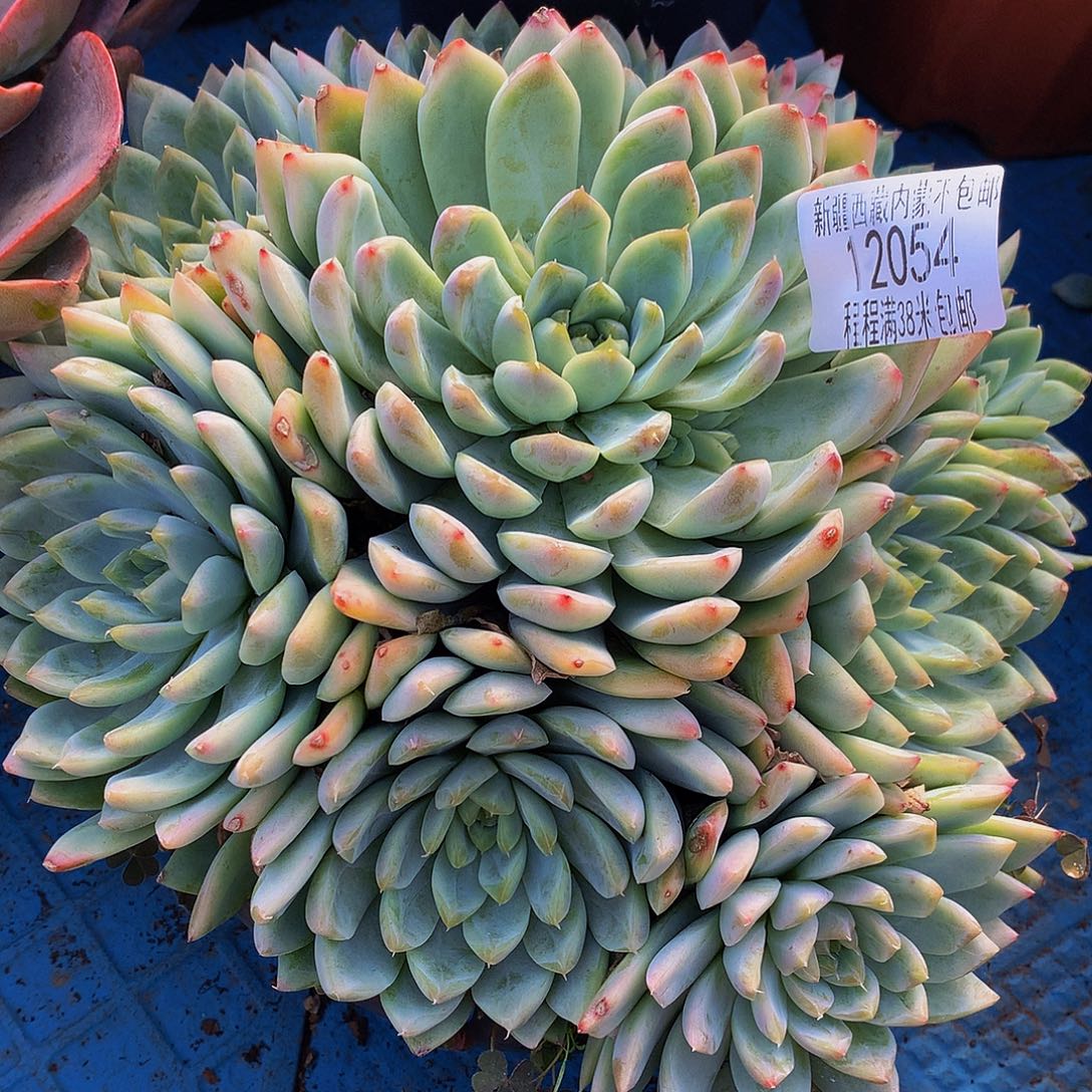 芋***子不知名暗纹怪12054多肉多肉