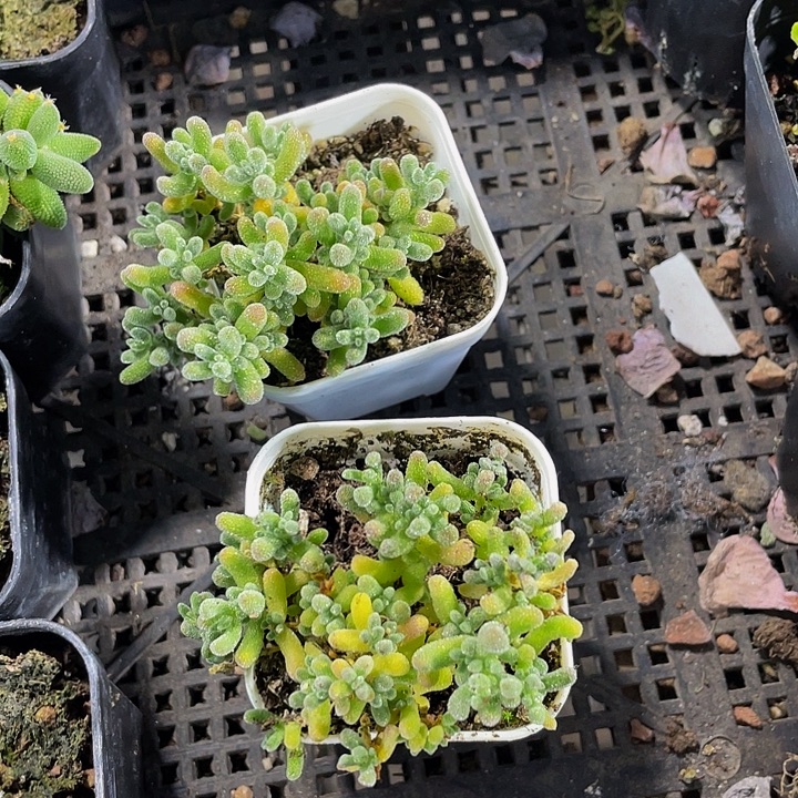 冰晶糖球带盆土发