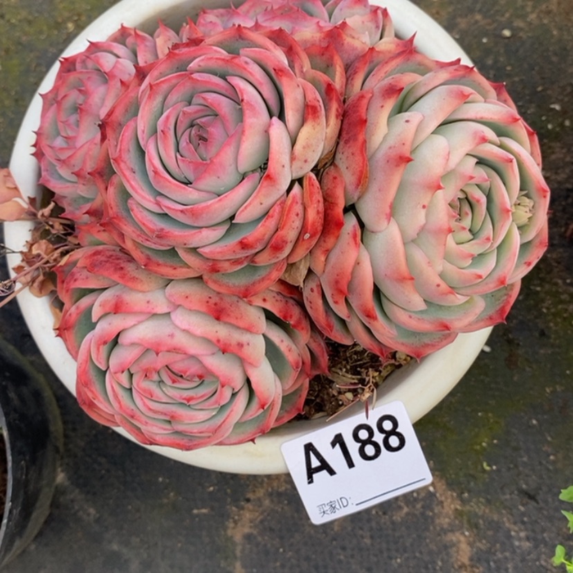 【闪购商品】汤*洋多肉植物