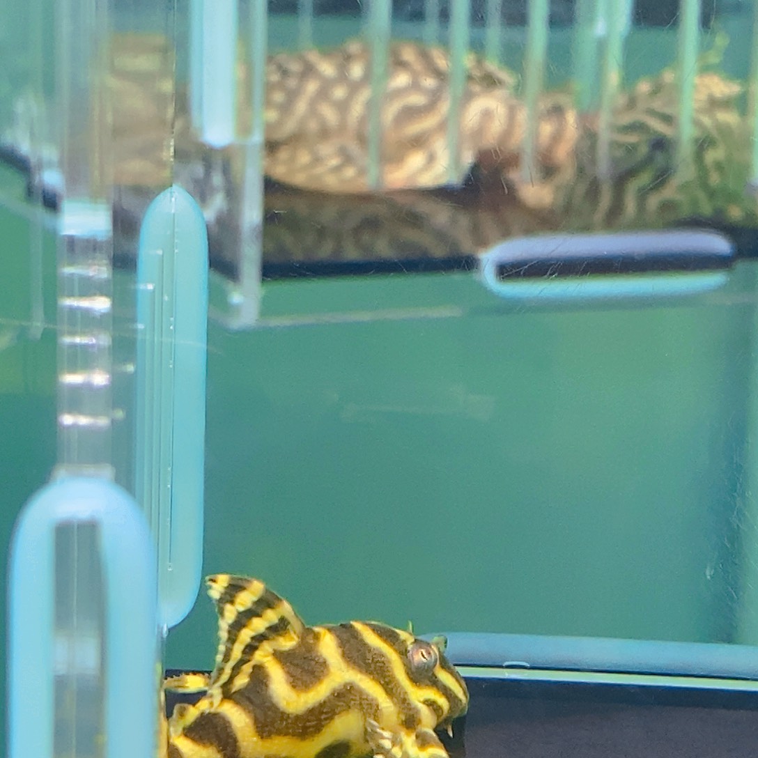 清道夫鱼皇室异型24号