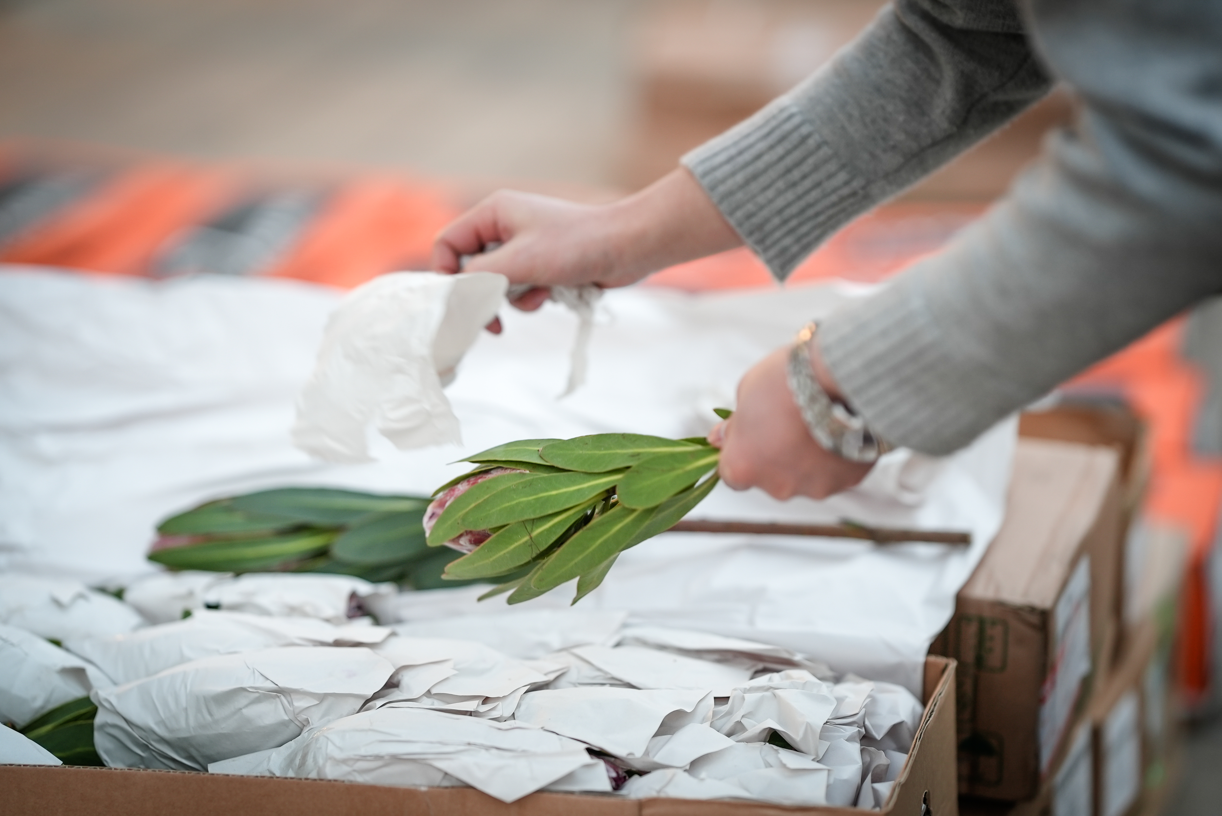 【七礼夫人】厄瓜多尔粉冰公主|高端进口小众花材|可做干花