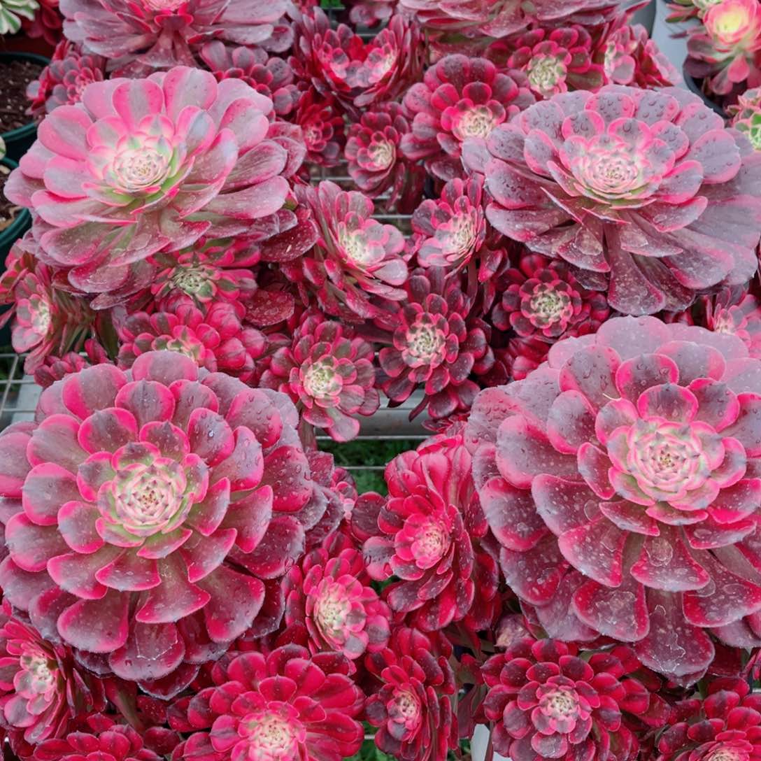 霁月量拍多肉法师一个